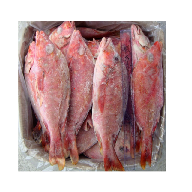 High Quality Frozen Red Snapper Fish for Sale Bulk Supply Affordable Price Best for Export and Wholesale Buyers