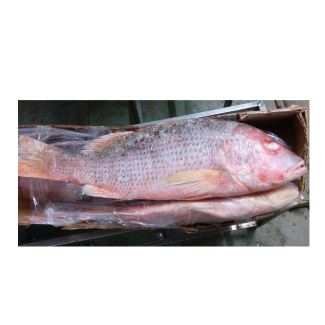 High Quality Frozen Red Snapper Fish for Sale Bulk Supply Affordable Price Best for Export and Wholesale Buyers