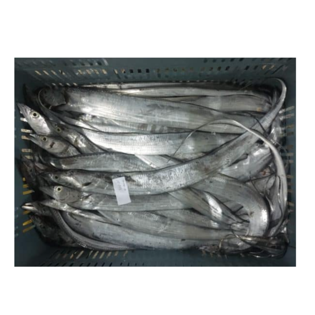 Best Price Frozen Ribbon Fish HGT Fresh Frozen Seafood Wholesale Supplier Providing Bulk Export Service