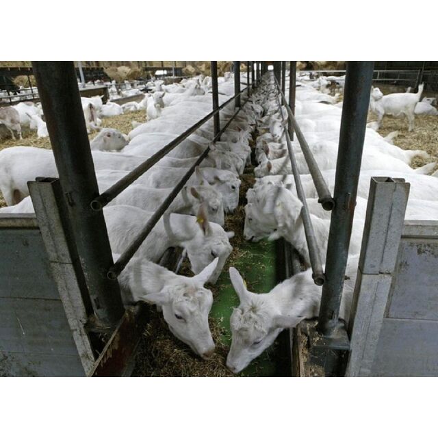 Boer Goat Saanen Goats For Sale live Boer Goat Alpine Barbari Goat Malwa Goat Sirohi Goat Tellicherry Goat Black Bengal Goat