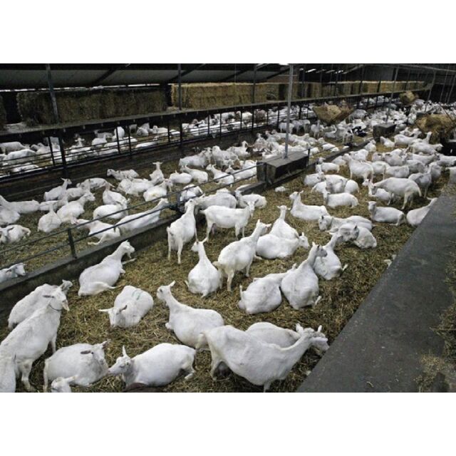 Boer Goat Saanen Goats For Sale live Boer Goat Alpine Barbari Goat Malwa Goat Sirohi Goat Tellicherry Goat Black Bengal Goat