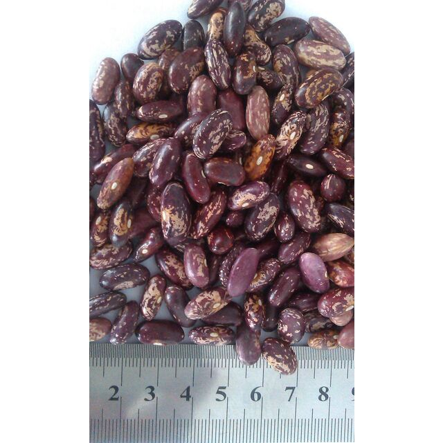 Venta al por mayor de granos de café arábica orgánico de Vietnam S16, puro, natural, a granel, directamente de fábrica para tostar. Entrega al por mayor a cualquier país.