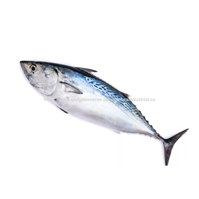High Quality Frozen Bonito Tuna Fish for Sale Bulk Supply Affordable Price Best for Export and Wholesale Buyer Shipping Globally.
