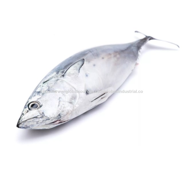 High Quality Frozen Bonito Tuna Fish for Sale Bulk Supply Affordable Price Best for Export and Wholesale Buyer Shipping Globally.