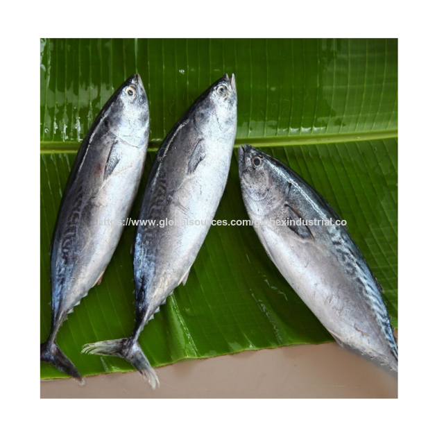 High Quality Frozen Bonito Tuna Fish for Sale Bulk Supply Affordable Price Best for Export and Wholesale Buyer Shipping Globally.