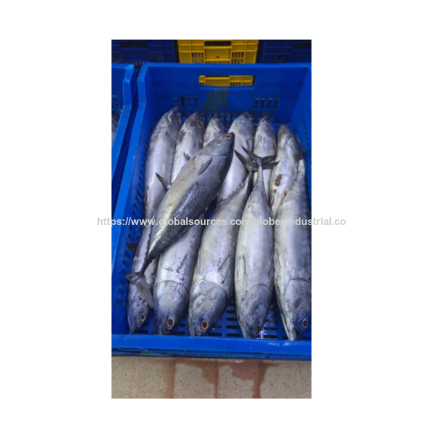 High Quality Frozen Bonito Tuna Fish for Sale Bulk Supply Affordable Price Best for Export and Wholesale Buyer Shipping Globally.