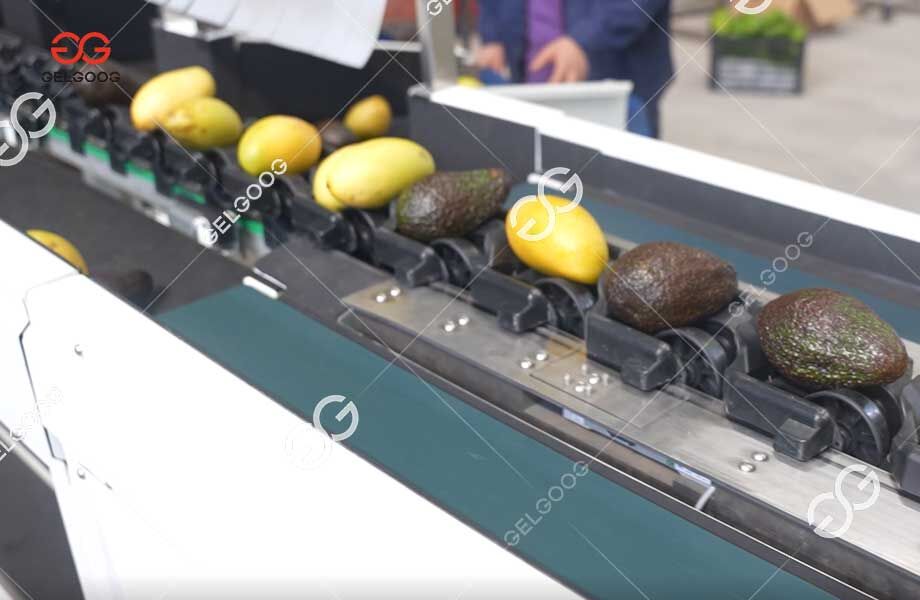 Avocado Washing And Grading Production Line Gentle Handling, Precision ...