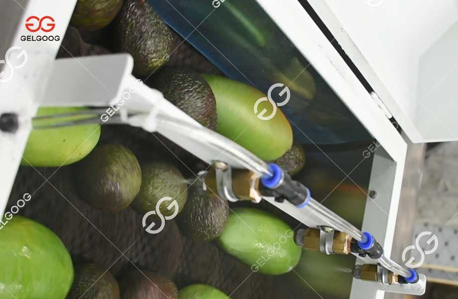 Avocado Washing And Grading Production Line Gentle Handling, Precision ...