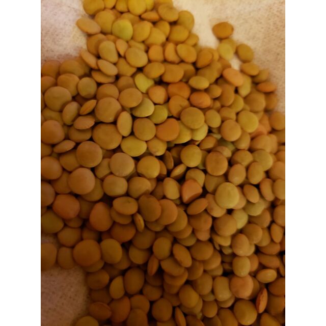 Lentilles Tous Types - Rouges, Vertes, Marrons, Jaunes - Lentilles Séchées en Gros - Lentilles Rouges en Gros - Haricots Lentilles en Vrac