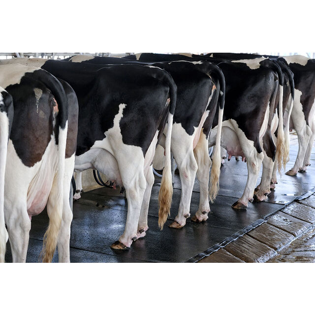 Pregnant Holstein Heifers, Jersey cows for sale with high quality milk production.