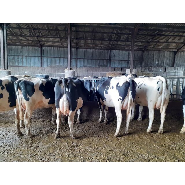 Pregnant Holstein Heifers, Jersey cows for sale with high quality milk production.