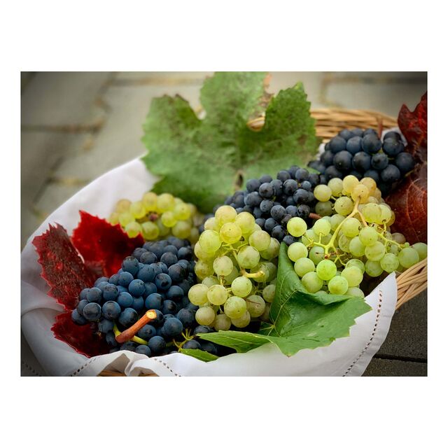 Offres de Raisins de Table Frais | Raisins Mélangés Sans Pépins à Vendre