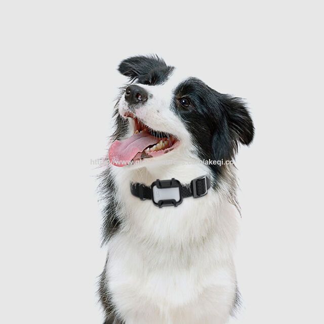Rastreador GPS 4G Mini Impermeable para Mascotas 2022 con Collar - Cuidado de Mascotas