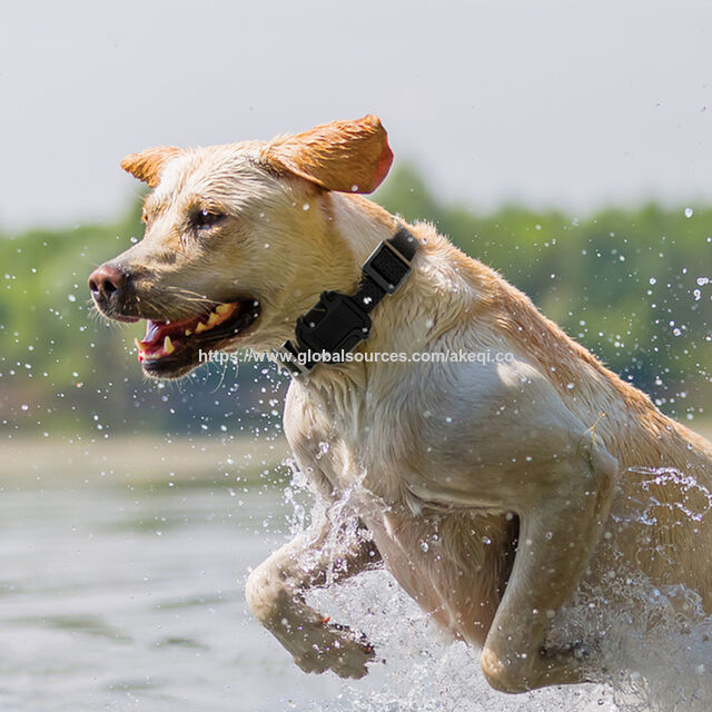 Rastreador GPS 4G Mini Impermeable para Mascotas 2022 con Collar - Cuidado de Mascotas