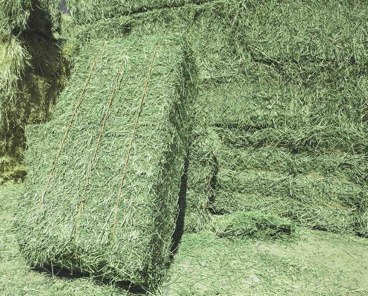 High Quality Alfalfa Grass Hay Nutrient-rich Feed For Dairy Cows Goats ...