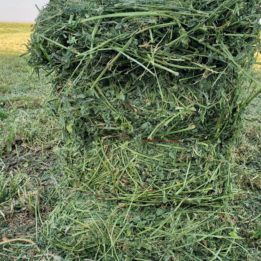 High Quality Alfalfa Grass Hay Nutrient-rich Feed For Dairy Cows Goats ...
