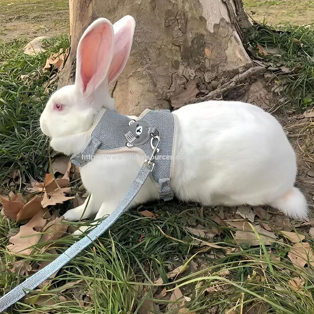 Coleira Peitoral Ajustável para Animais de Estimação e Conjunto de Guia de 120 cm. Para Animais de Pequeno Porte (Gatinho e Filhote). Tamanho P-M.