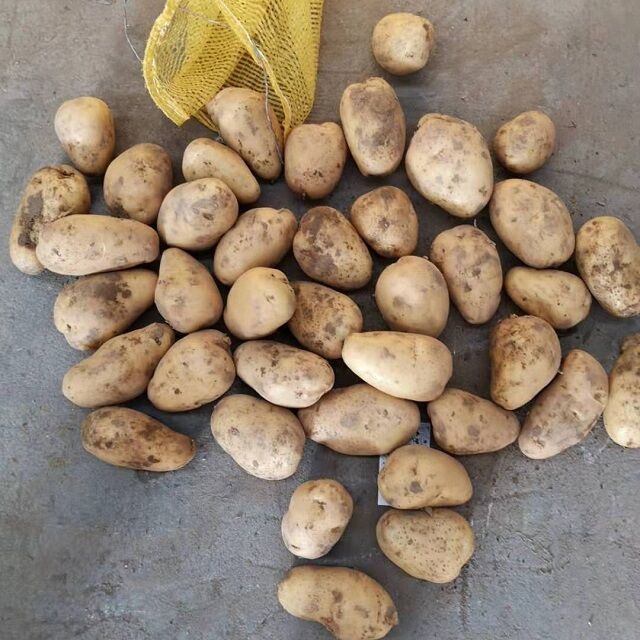 Fornecimento direto da fábrica de batatas frescas, preço por tonelada e preço de mercado de batata doce fresca.