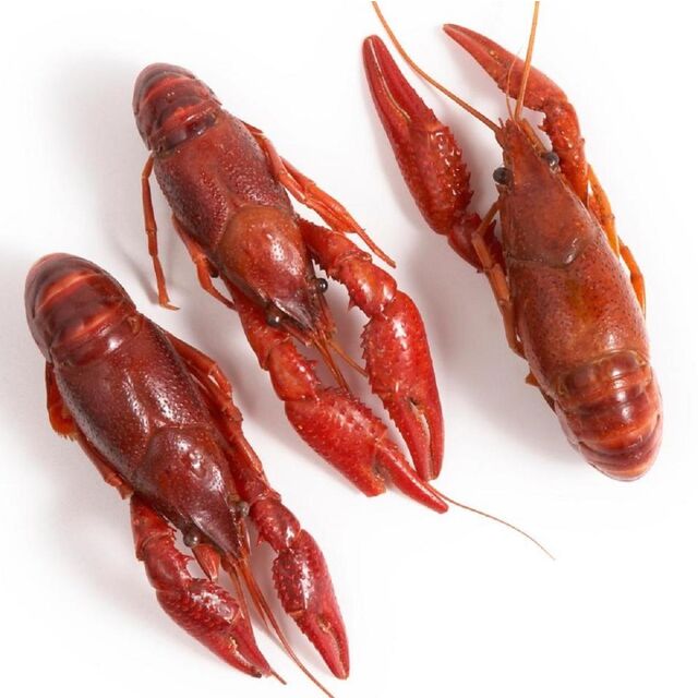 Langosta Fresca de Agua Dulce / Camarones Frescos Langosta Congelada / Cola de Langosta Congelada en Venta a Buen Precio