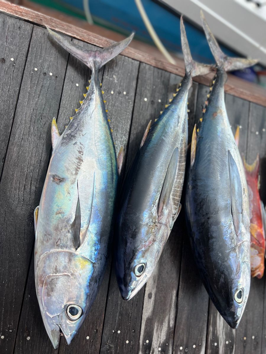 New Catching Frozen Whole Round Frozen Bonito Tuna Skipjack Tuna Fish ...