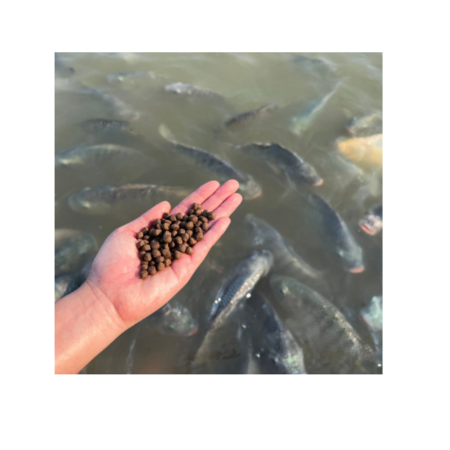 Fournisseur en Gros d'Aliments pour Poissons à Haute Teneur en Protéines, Disponible à Prix Compétitifs pour les Fermes Piscicoles et l'Industrie de l'Aquaculture