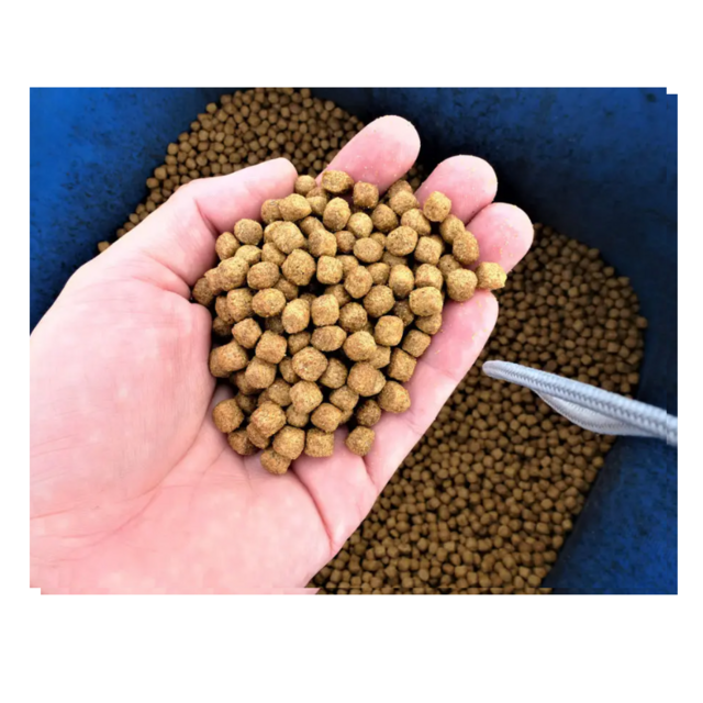 Fournisseur en Gros d'Aliments pour Poissons à Haute Teneur en Protéines, Disponible à Prix Compétitifs pour les Fermes Piscicoles et l'Industrie de l'Aquaculture
