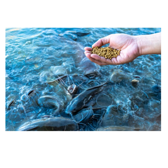 Fournisseur en Gros d'Aliments pour Poissons à Haute Teneur en Protéines, Disponible à Prix Compétitifs pour les Fermes Piscicoles et l'Industrie de l'Aquaculture