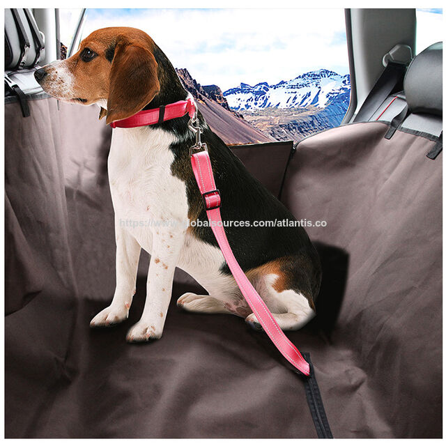 Laisse pour animaux de compagnie, cordelette en nylon réfléchissante à LED, laisse pour petit chien, collier pour animaux de compagnie, fournitures pour animaux