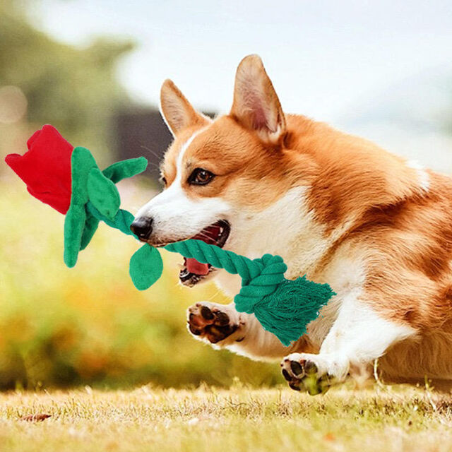 Vielseitiges Valentinstags-Rosen-Quietsch-Hunde-Seilspielzeug mit verstecktem Quietscher