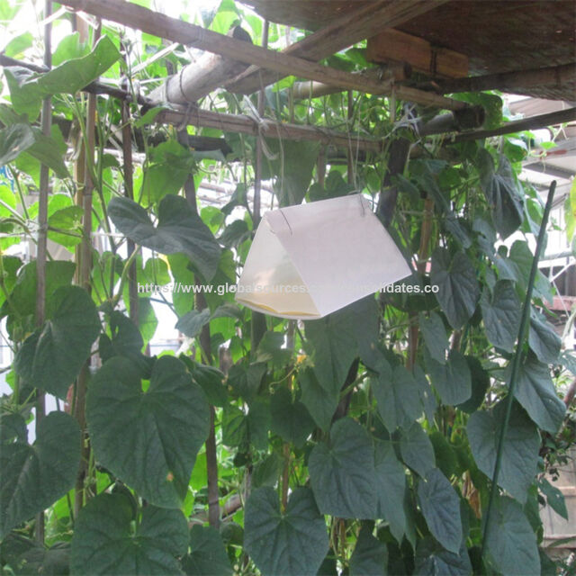 Pièges Collants Delta en Plastique Calcique pour Mouches et Insectes Volants - Contrôle des Mites