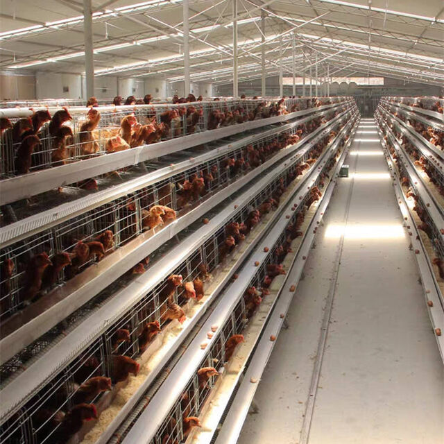 Cercados con estructura metálica para la cría segura de aves de corral en granjas