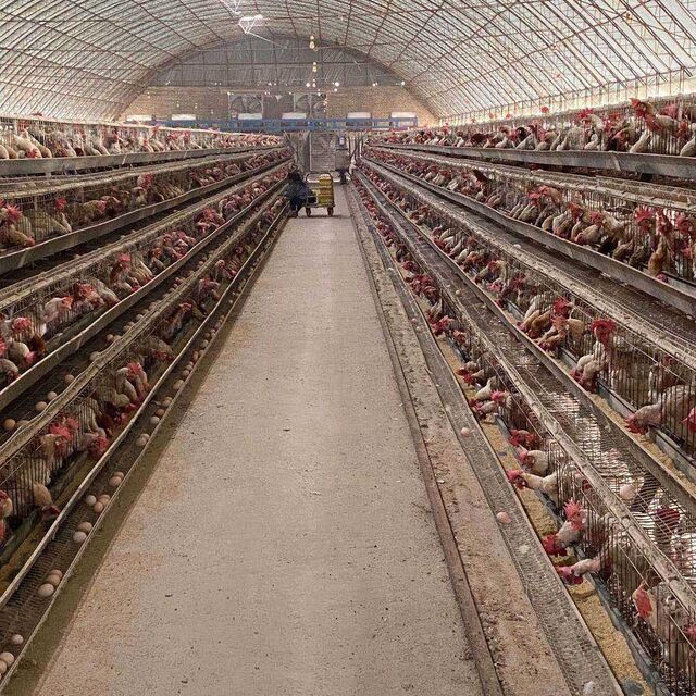 Cercados con estructura metálica para la cría segura de aves de corral en granjas