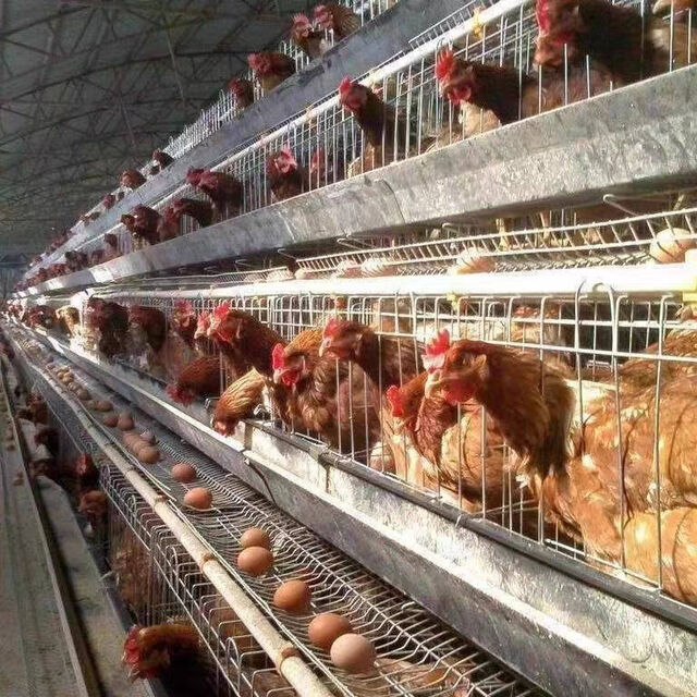 Cercados con estructura metálica para la cría segura de aves de corral en granjas