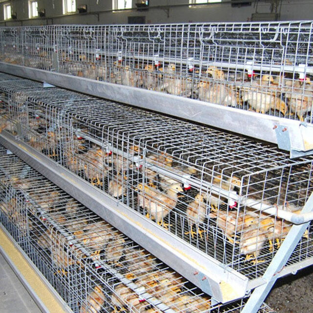 Cercados con estructura metálica para la cría segura de aves de corral en granjas