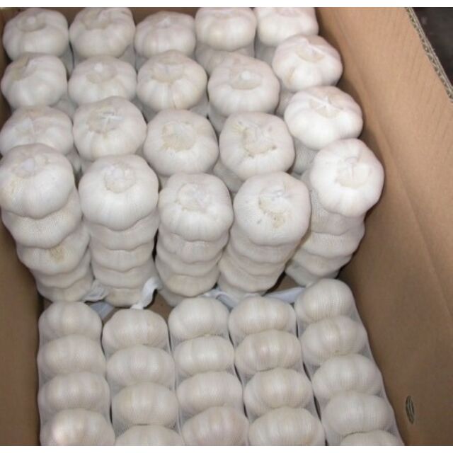 Hot Sale Fresh Garlic /red Garlic/Normal White Garlic Supplier Peeled Garlic Fresh Normal White Nice Garlic