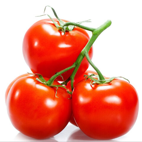 Canada Fresh Tomatoes 2022 New Season Delicious High Quality Red Tomato ...