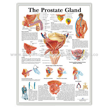 prostate gland anatomy 3d)