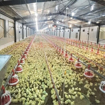 poultry farm design