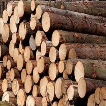 Canada Spruce Wood Logs On Global Sources Softwood Logs Pine Logs Picea Wood Logs Canada Spruce Wood Logs On Global Sources Softwood Logs Pine Logs Picea Wood Logs