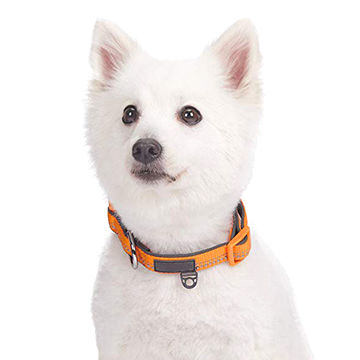 matching dog collar and leash