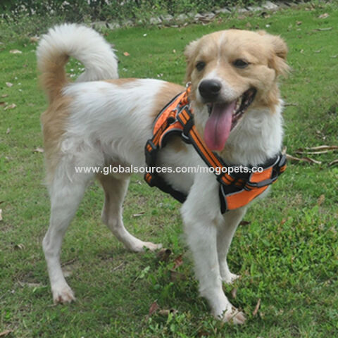 holly and co dog collars