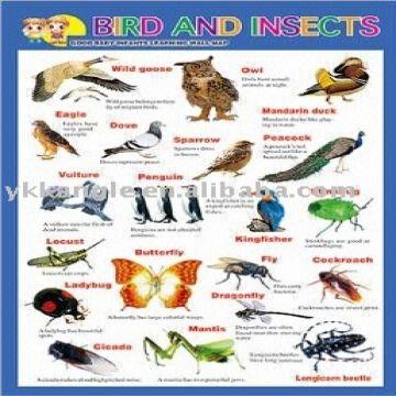 Birds And Insects Chart