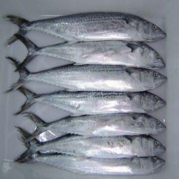 Frozen spanish mackerel Clearance