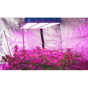 China New Innovative Product 1000w Led Plant Grow Lights Lowes For China New Innovative Product 1000w Led Plant Grow Lights Lowes For Greenhouse Used