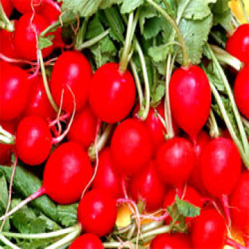 Turnip Red Pigment Food Pigment Turnip Red Color Turnip Pigment