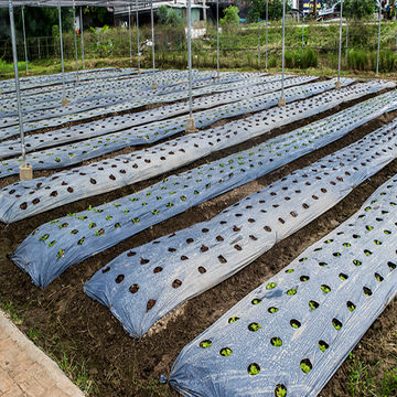 China 100% biodegradable mulching film for organic tomato production on ...