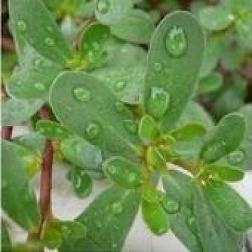 Dried And Fresh Purslane Potherb优质农家自产有机马齿苋长寿菜五行草安乐菜 Global Sources