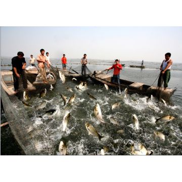 Probiotics For Shrimp Pond Aquaculture Pond Water Treatment Reduce Ammonia Nitrogen Deodorant Global Sources