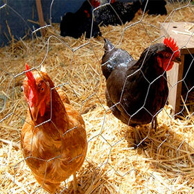 Buy Wholesale China Wholesale Galvanized 1/2'' Plastic Chicken