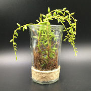 China Decorative Fake Artificial Plants From Nanjing Manufacturer